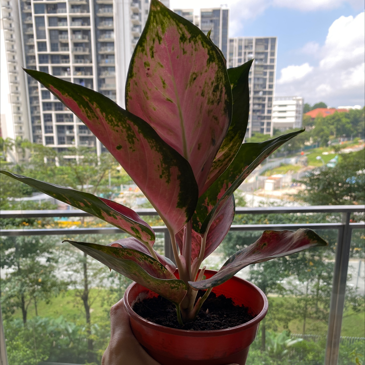 Chinese Evergreen Valentine plant in a red pot with pink and green variegated leaves, held by a hand.
