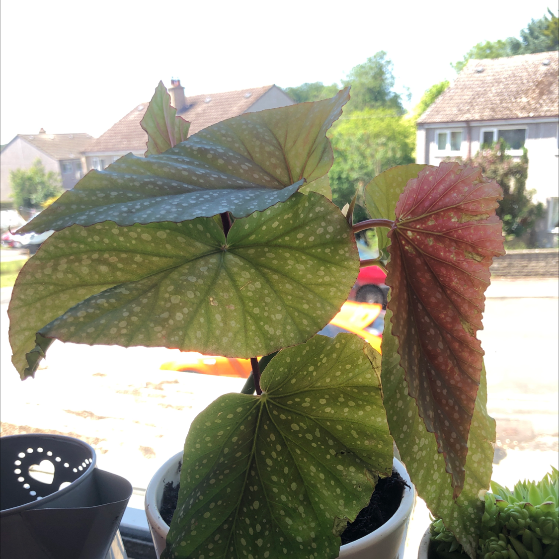 Polka Dot Begonia plant photo by @izzymai named anne on Greg, the plant care app.