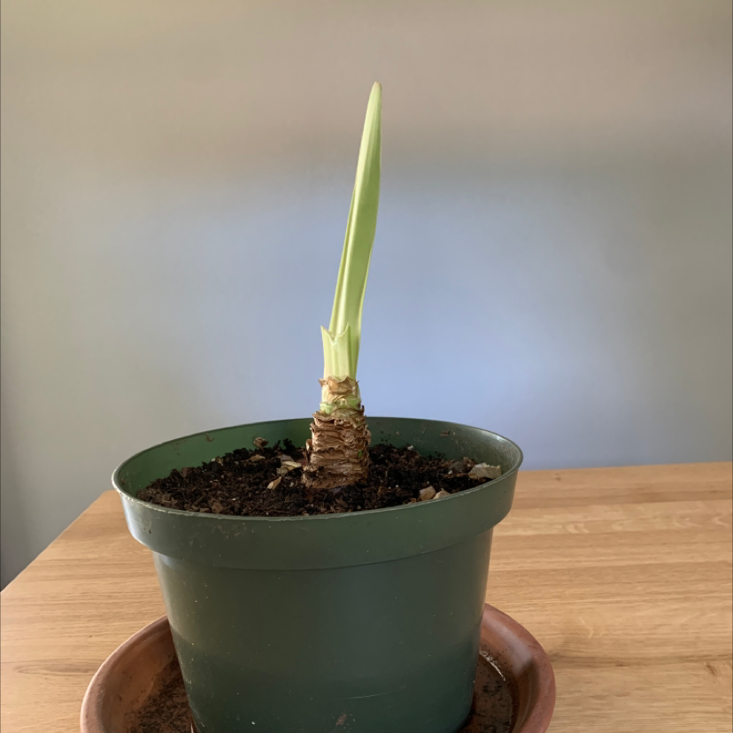 Young Striped-Tubed Amaryllis plant in a green pot with a single green shoot.