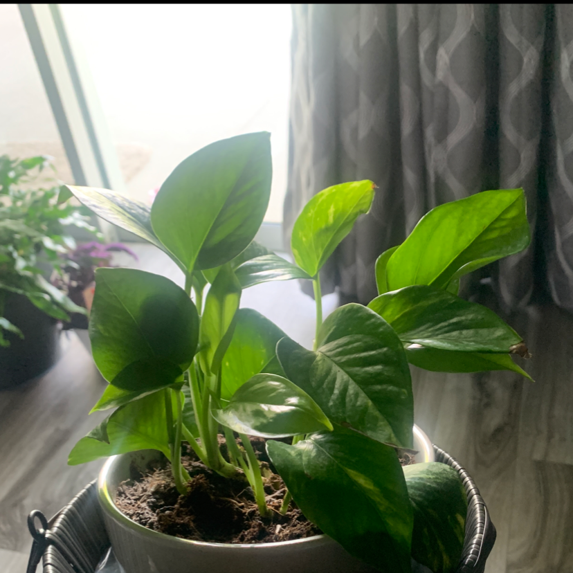 Taro Vine plant photo by Mia named Ivy on Greg, the plant care app.