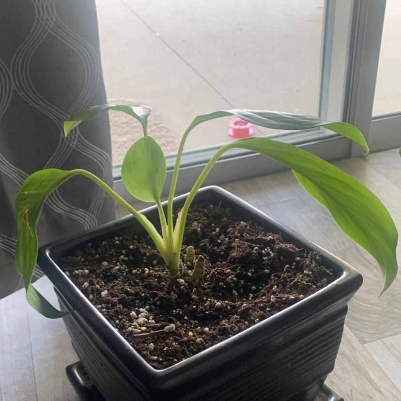 Aglaonema 'Silver Bay' plant photo by Mia named Nema on Greg, the plant care app.