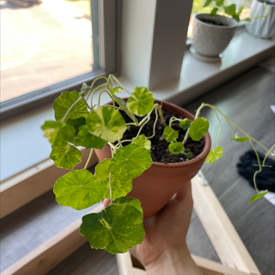 Potted Garden Nasturtium plant with green leaves, some yellowing, held by a hand near a window.