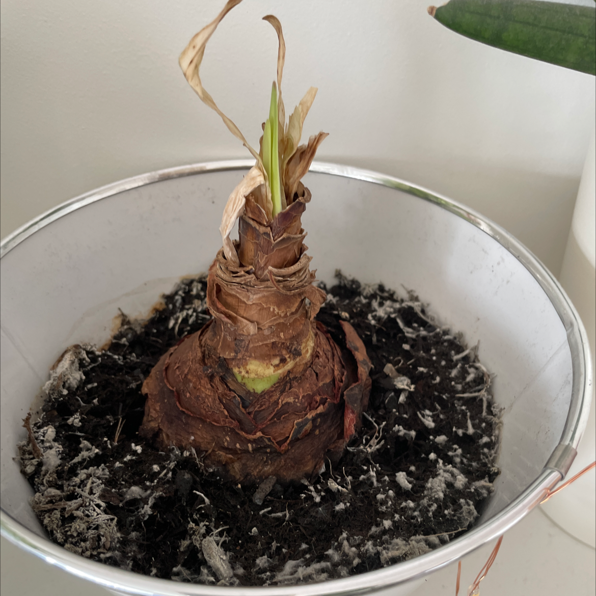 Potted Striped-Tubed Amaryllis with bulbous base and emerging shoots. Some leaves are dried and brown.