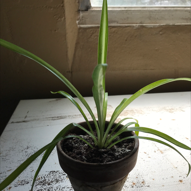 Spider Plant plant photo by Jen named Sara on Greg, the plant care app.