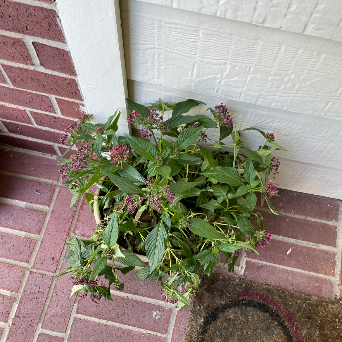 Potted Egyptian Starcluster plant with green leaves and purple flowers on a brick surface near a wall.