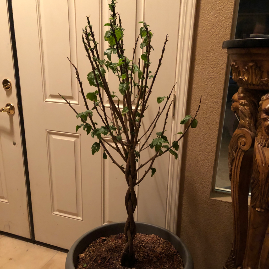 Potted Chinese Hibiscus plant with sparse foliage, placed indoors near a door.