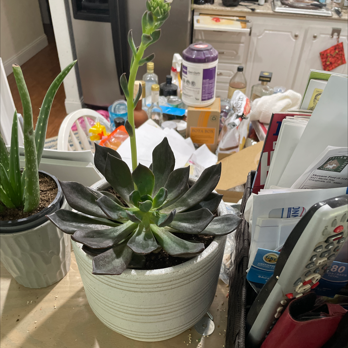 Potted Echeveria 'Dark Moon' plant with dark leaves and a flowering stalk, another plant in the background.