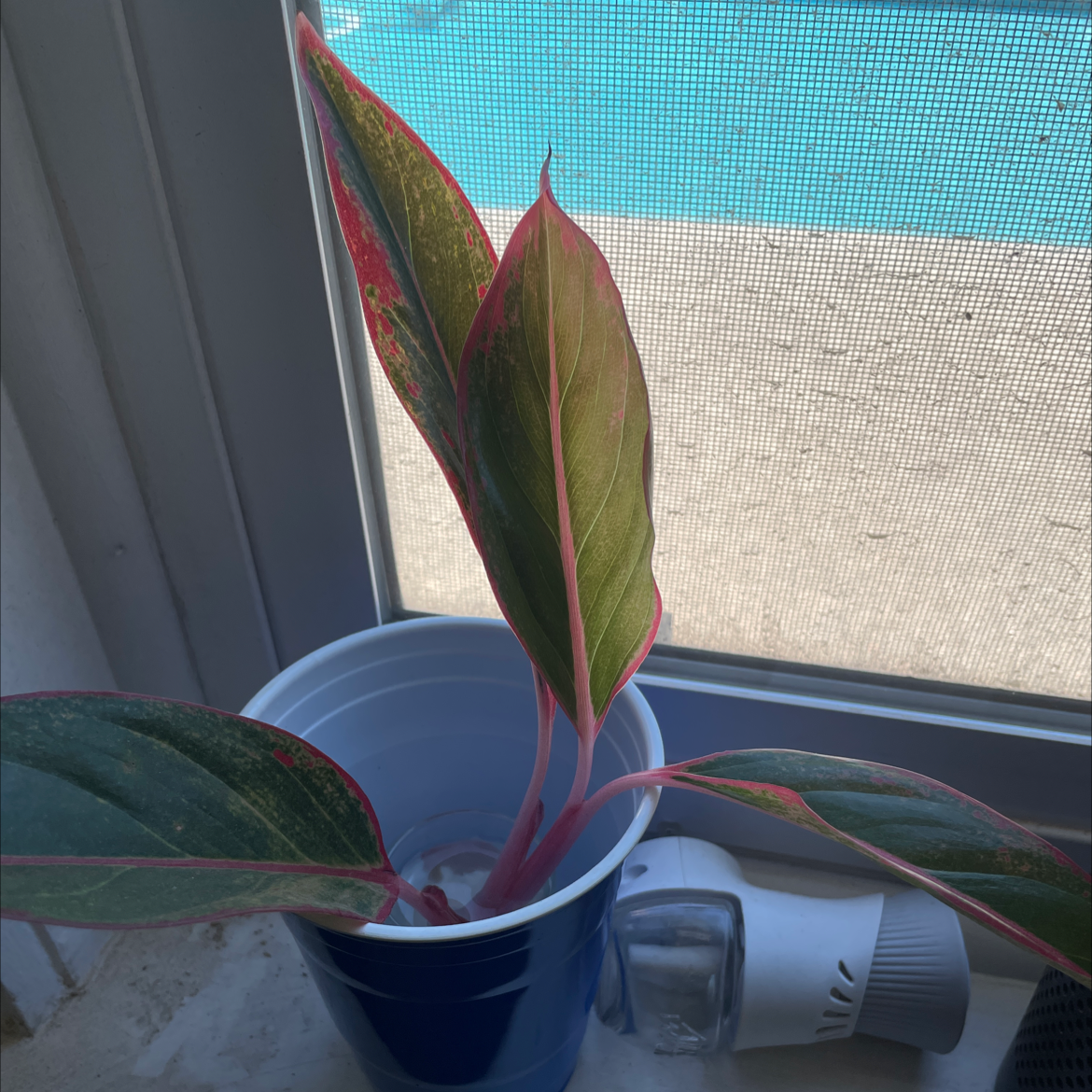 Chinese Evergreen plant photo by @Notachevy named Pinky on Greg, the plant care app.