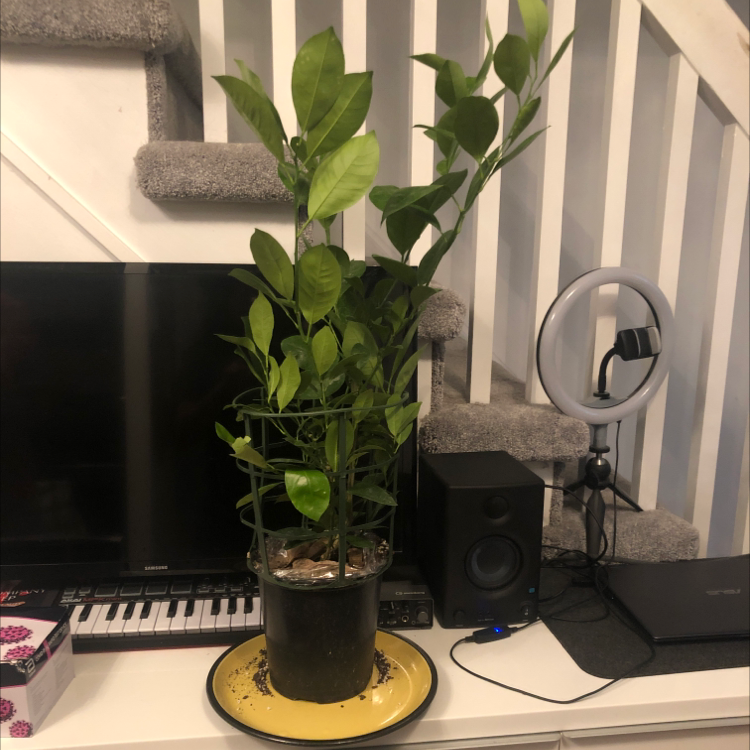 Photo of the plant species Calamondin by @ScorpioDragonShark named Cali on Greg, the plant care app