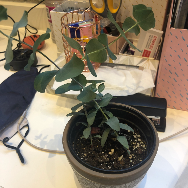 Photo of the plant species Silver Dollar Tree by @ScorpioDragonShark named Paul on Greg, the plant care app
