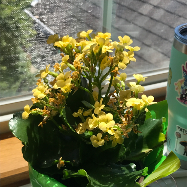 Florist Kalanchoe plant photo by Olivia named Planty on Greg, the plant care app.