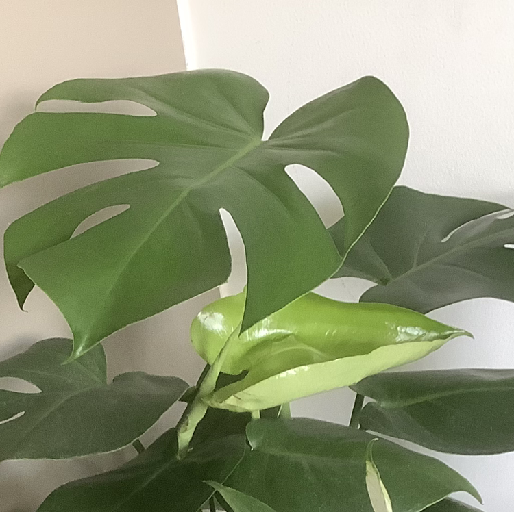 Monstera plant photo by @HappyScape named Monstera on Greg, the plant care app.