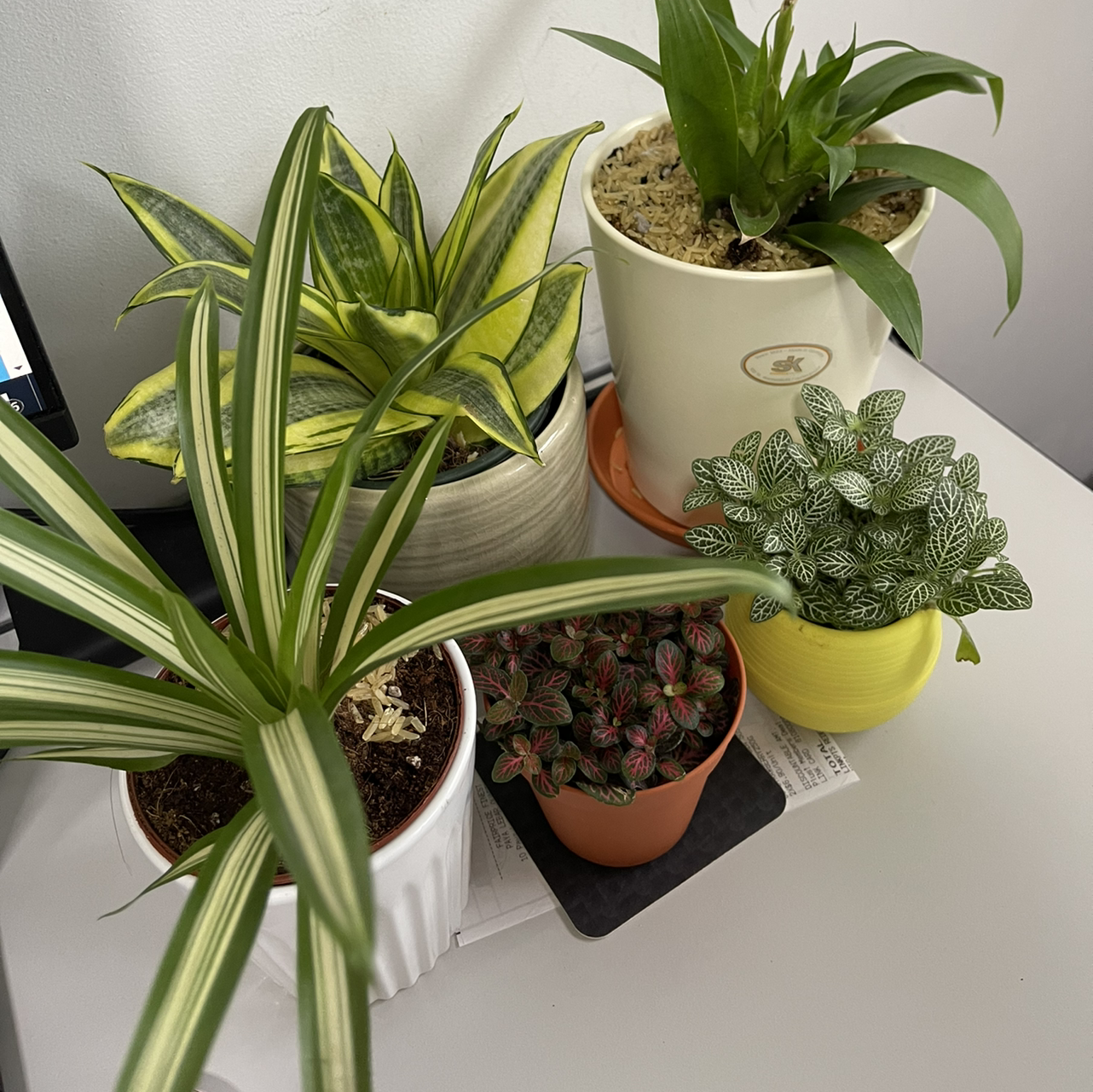 Snake Plant plant photo by @HappyScape named Spider plant on Greg, the plant care app.