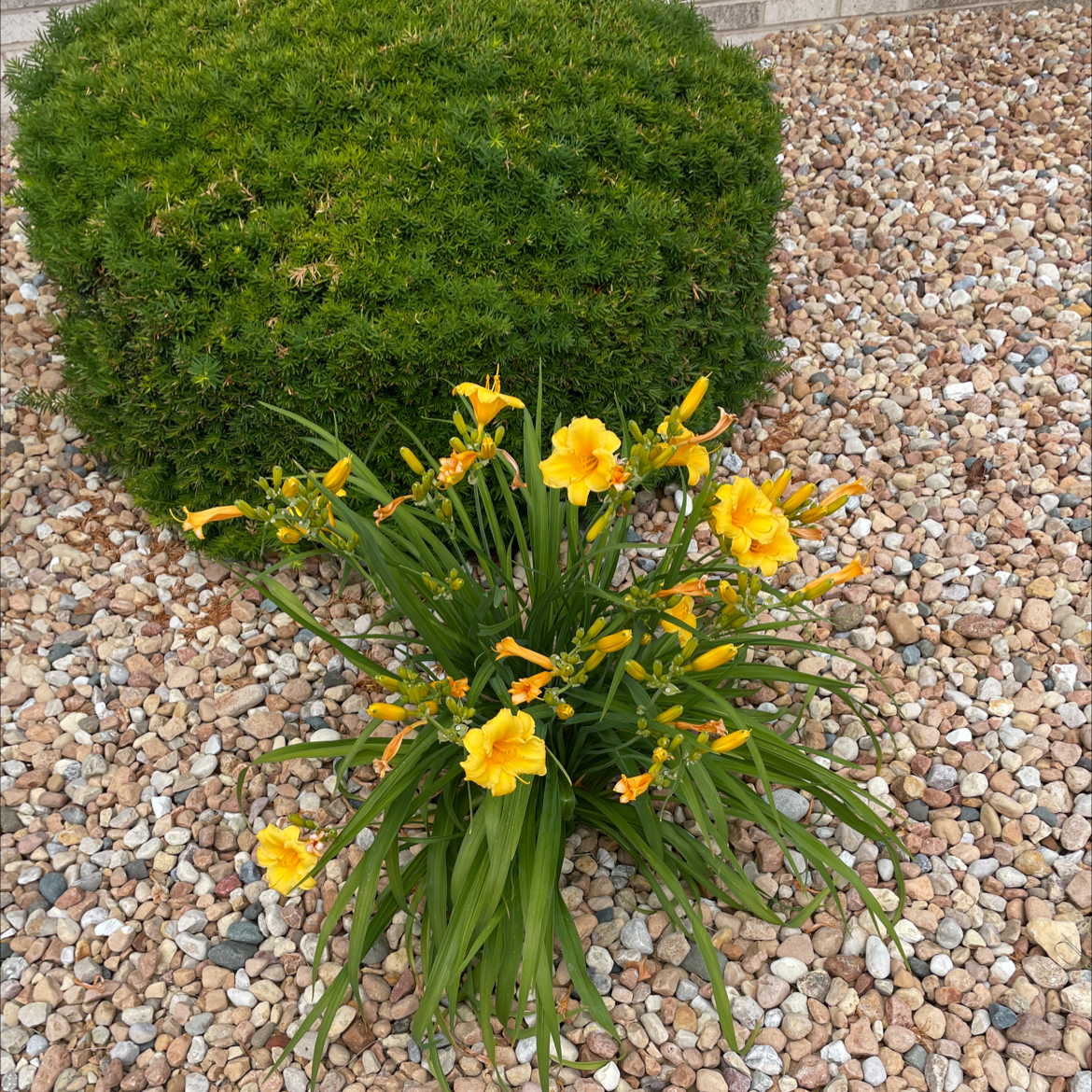 Yellow Daylily plant with blooming flowers, green leaves, and a gravel background.