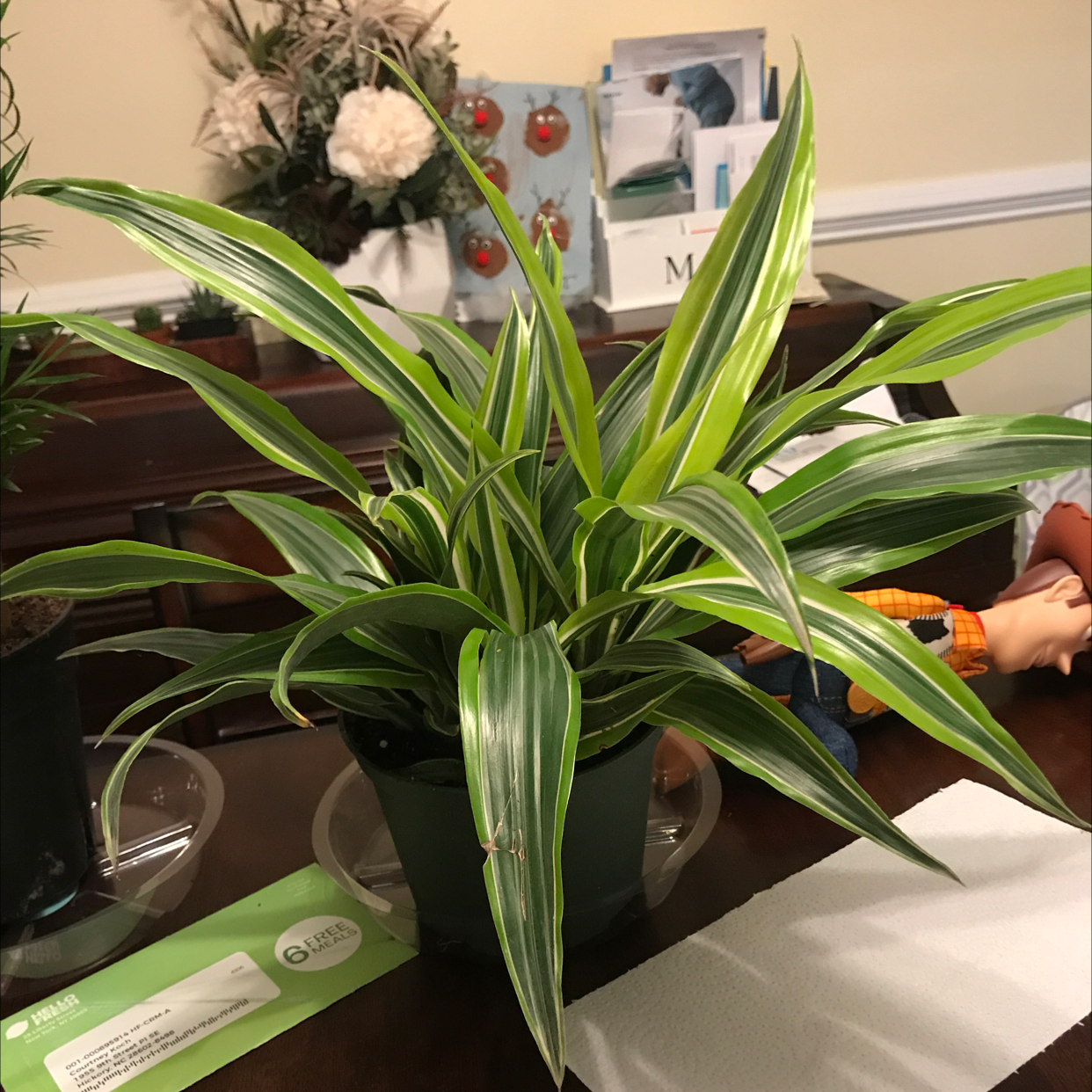 Dracaena 'Lemon Lime' plant with vibrant green and yellow-striped leaves, well-framed and centered.