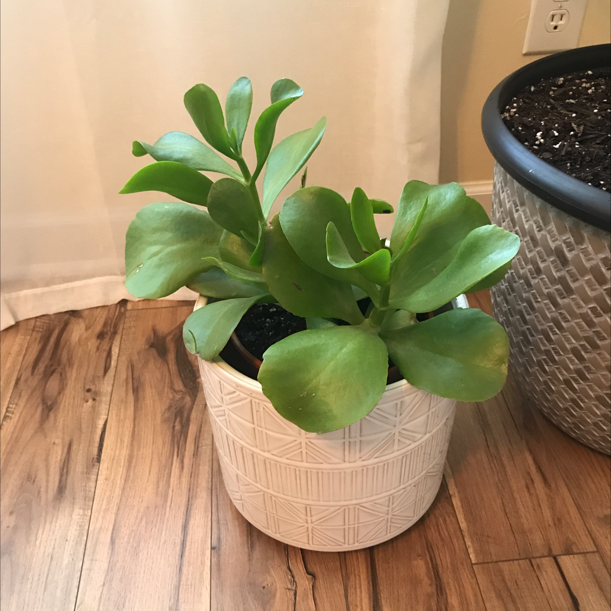 Kalanchoe 'Dragonfire' plant in a decorative pot with visible soil, healthy green leaves.