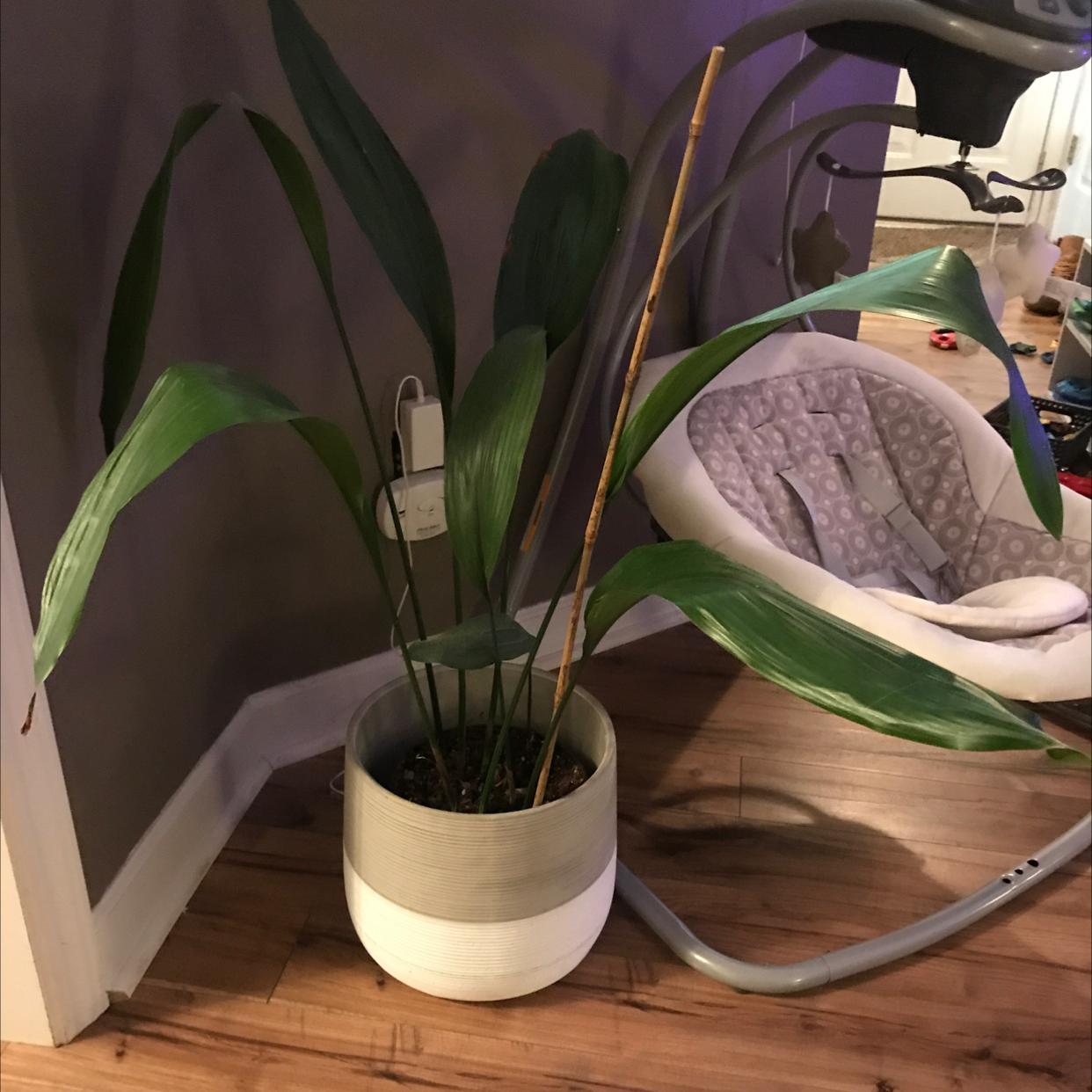 Potted Cast Iron Plant indoors with long, broad green leaves.