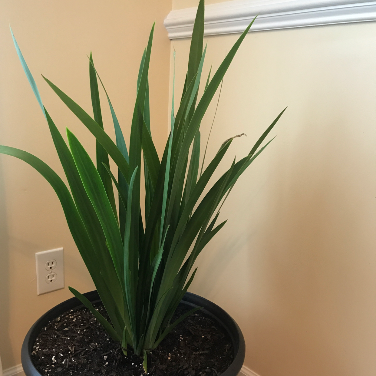 Photo of the plant species Regina Iris by @courtsskye named Lills on Greg, the plant care app