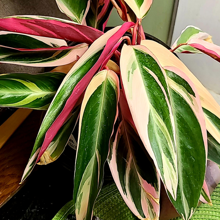 Triostar Stromanthe plant photo by @MistedLeavesandStone named Penelope on Greg, the plant care app.