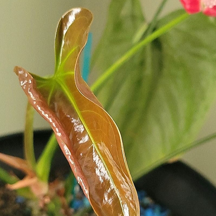 Painter's Palette plant photo by @MistedLeavesandStone named Kalil on Greg, the plant care app.