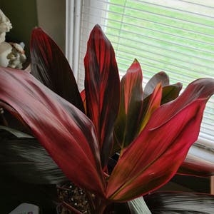 Ti Plant plant photo by @MistedLeavesandStone named Big Red on Greg, the plant care app.