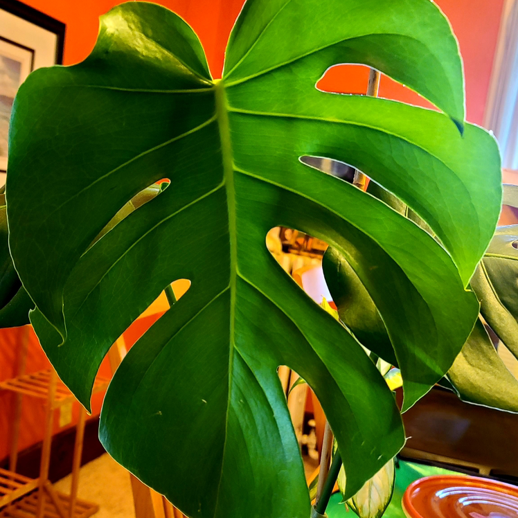Monstera plant photo by @MistedLeavesandStone named Monsta Mack on Greg, the plant care app.