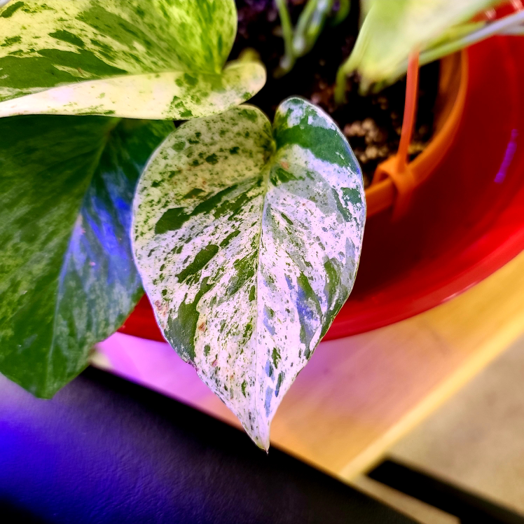 Marble Queen Pothos plant photo by @MistedLeavesandStone named Anne Boleyn on Greg, the plant care app.