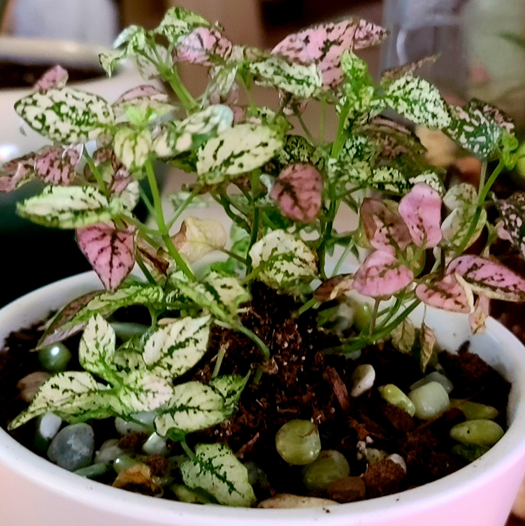 Polka Dot Plant plant photo by @MistedLeavesandStone named Dolores on Greg, the plant care app.