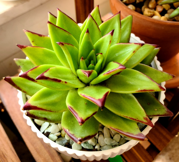 Photo of the plant species Lipstick Echeveria by @MistedLeavesandStone named Lyla on Greg, the plant care app