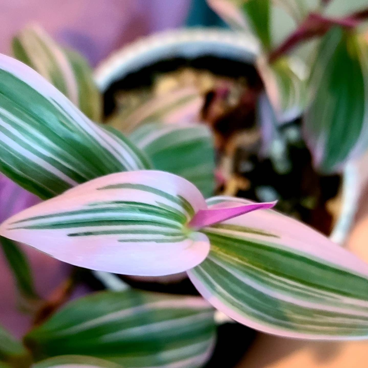Tradescantia Nanouk plant photo by @MistedLeavesandStone named Nan on Greg, the plant care app.
