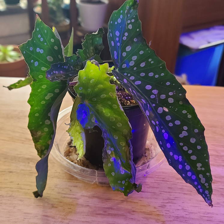 Angel Wing Begonia plant photo by @MistedLeavesandStone named Raphael on Greg, the plant care app.