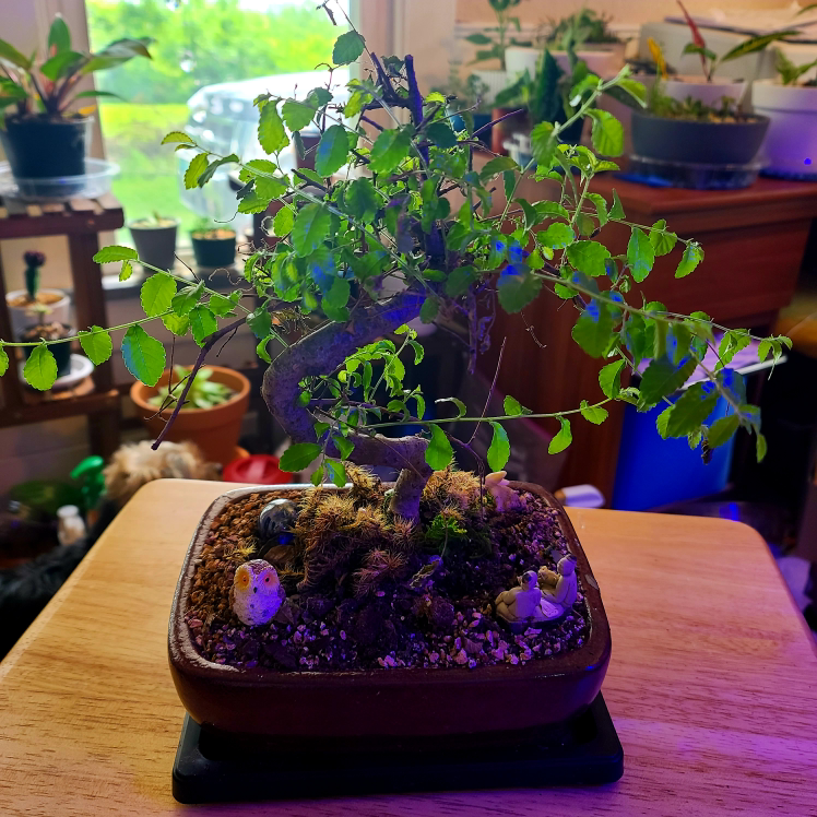 Healthy Chinese Elm bonsai tree in ceramic pot, vibrant green foliage, well-formed trunk and branches, decorative soil covering.