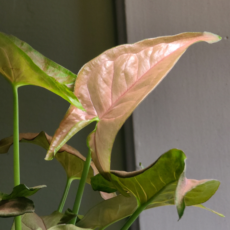 Pink Arrowhead Vine with healthy green and pink leaves, some slightly curled.