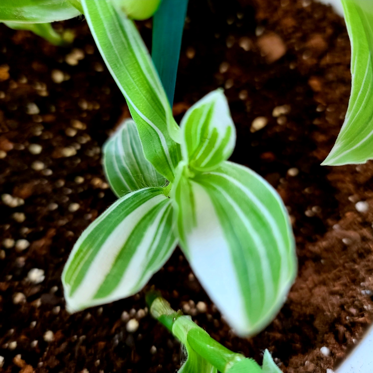 Photo of the plant species Tradescantia albiflora 'Albovittata' by @MistedLeavesandStone named Jack White on Greg, the plant care app
