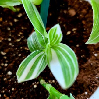 Tradescantia albiflora 'Albovittata' plant in Somewhere on Earth