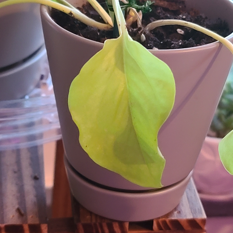 Neon Pothos plant photo by @MistedLeavesandStone named Matcha on Greg, the plant care app.