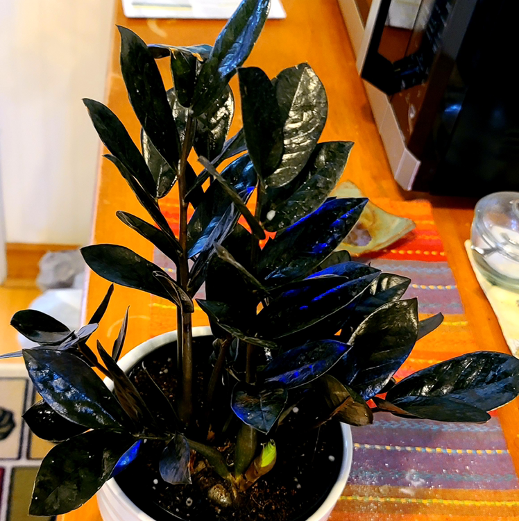 Raven ZZ Plant plant photo by @MistedLeavesandStone named Poe on Greg, the plant care app.