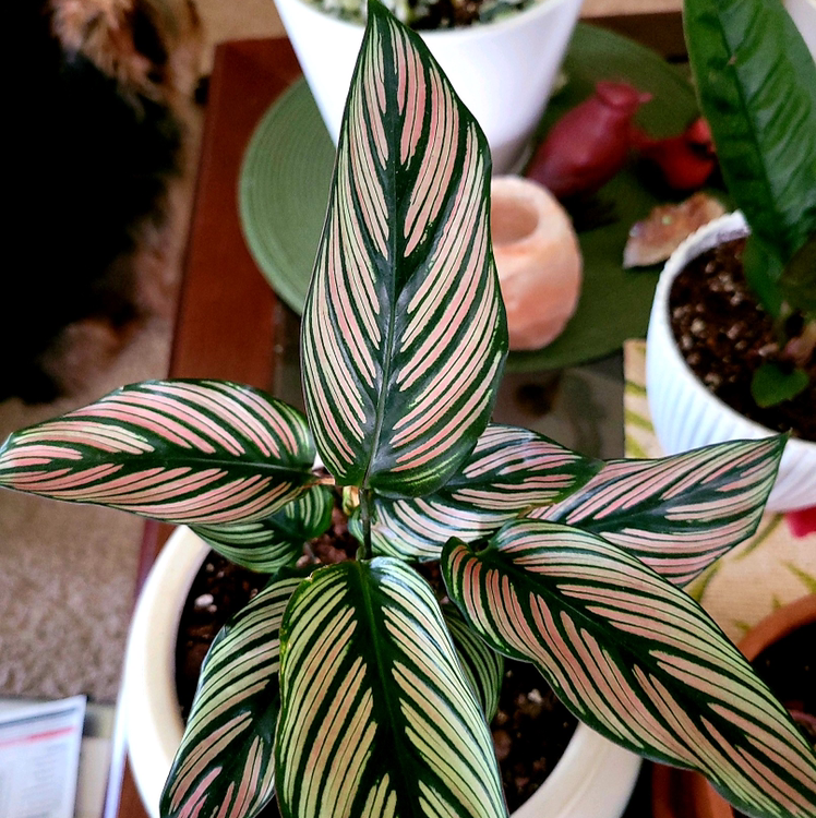 Goeppertia majestica plant with healthy, patterned leaves in a pot.