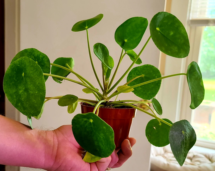 Chinese Money Plant plant photo by @MistedLeavesandStone named Harmony on Greg, the plant care app.