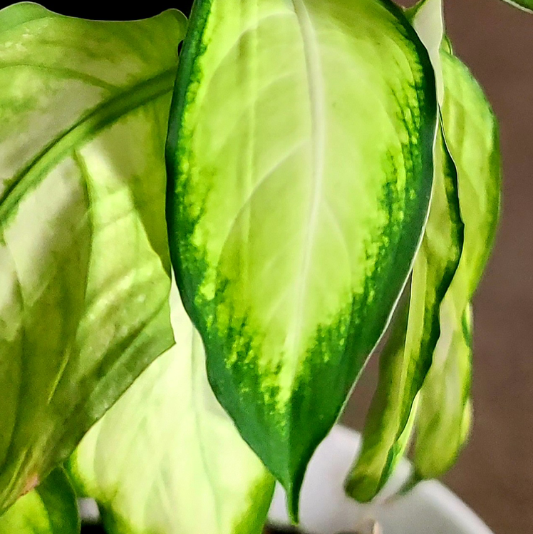 Dieffenbachia 'Honeydew' plant photo by @MistedLeavesandStone named Definah on Greg, the plant care app.