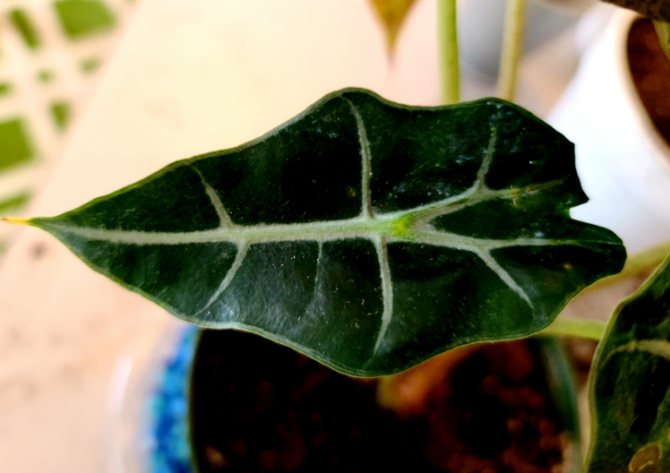 Alocasia Polly Plant plant photo by @MistedLeavesandStone named Diva on Greg, the plant care app.