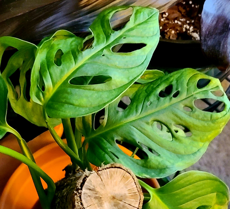 Swiss Cheese Vine plant photo by @MistedLeavesandStone named Sven on Greg, the plant care app.