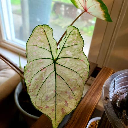 Photo of the plant species Caladium 'Marie Moir' by @MistedLeavesandStone named Marie on Greg, the plant care app