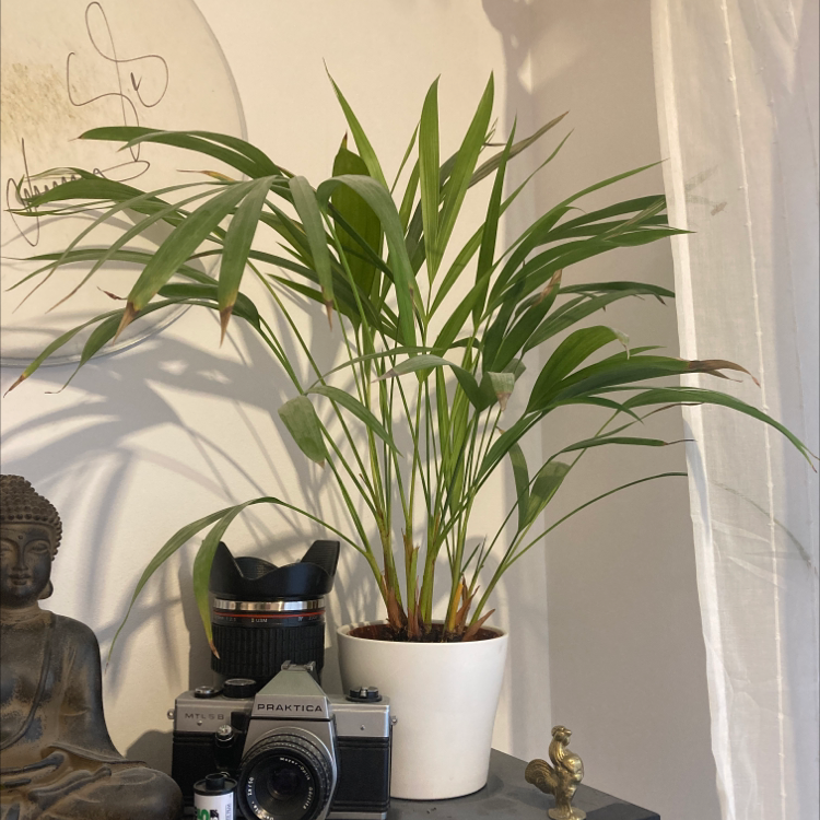 Areca Palm plant photo by @calebsneath named Lenny on Greg, the plant care app.