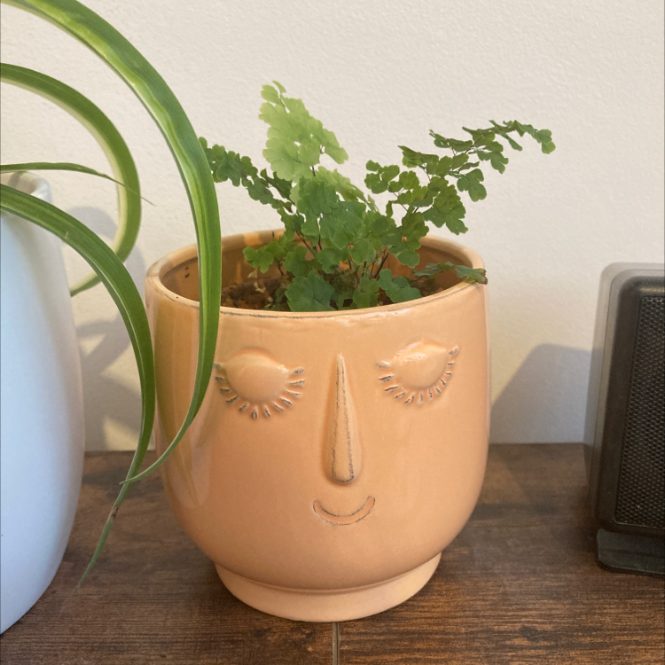 Maidenhair Fern plant photo by @calebsneath named Gwen on Greg, the plant care app.