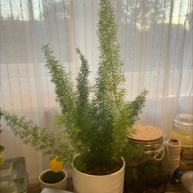 Plume Asparagus plant photo by @calebsneath named Winston on Greg, the plant care app.