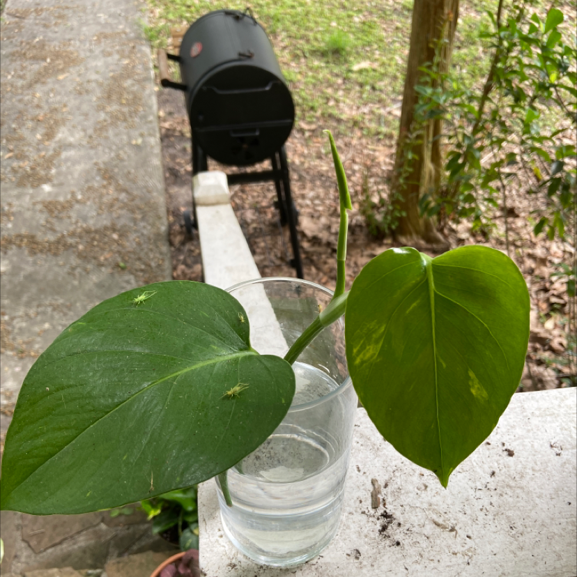 Taro Vine plant photo by @Ashbreezy named Cricket on Greg, the plant care app.