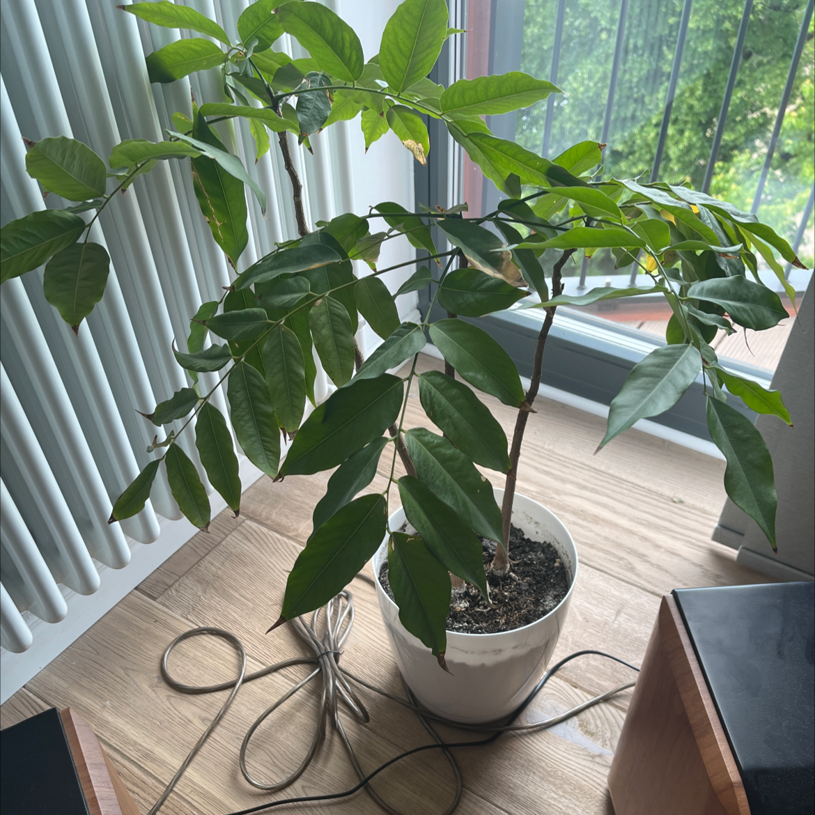 Indoor potted Lucky Bean Tree with green leaves and visible soil.