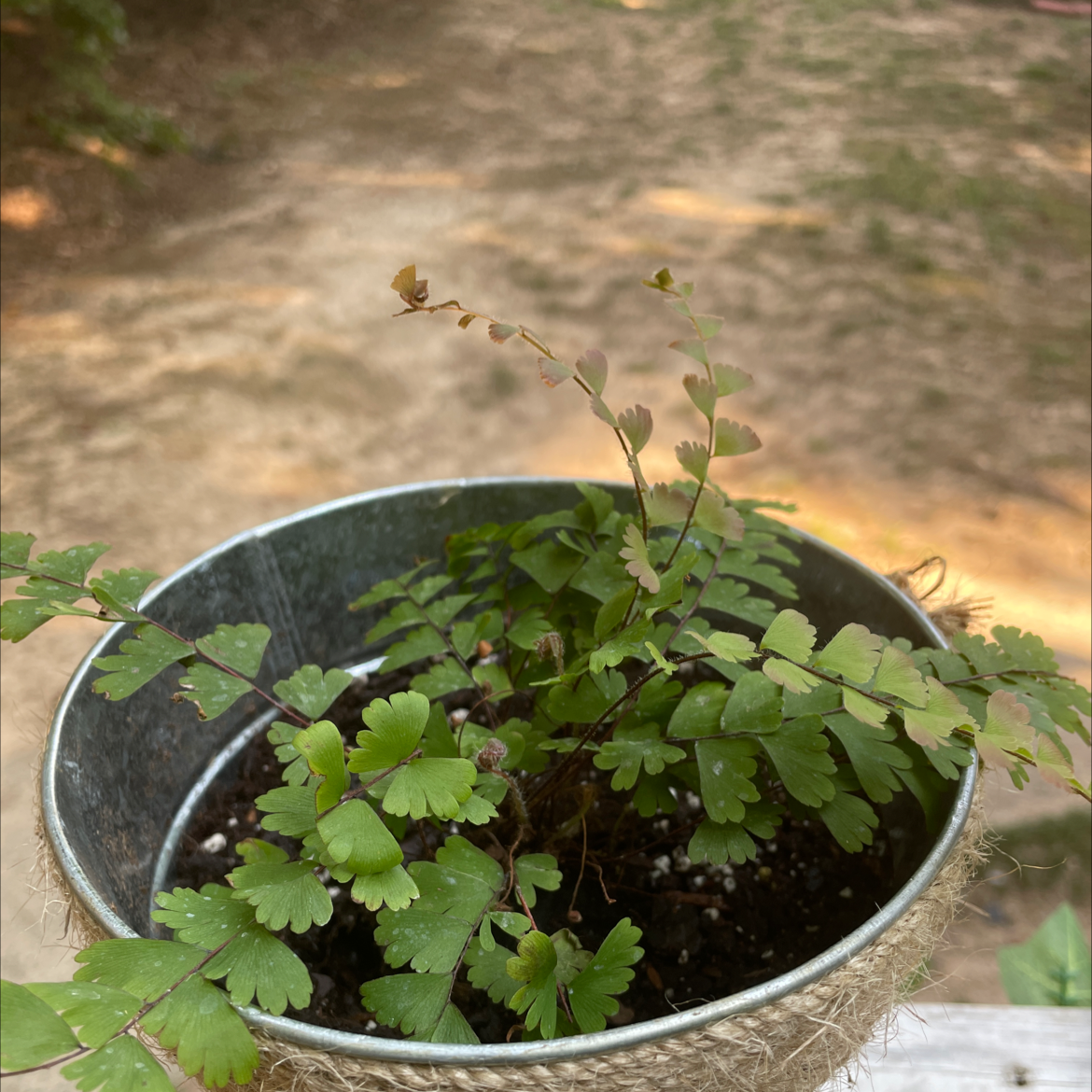 Northern Maidenhair Fern in a metal pot with some browning on frond tips.