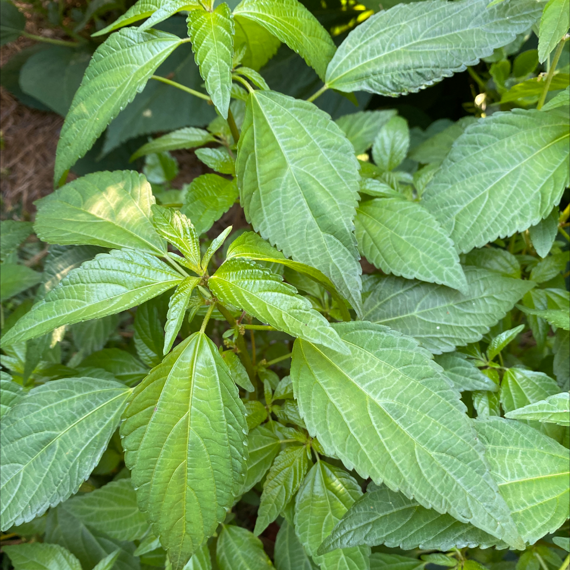 Photo of the plant species Acalypha Rhomboidea by Janice  named Dragon Baby on Greg, the plant care app